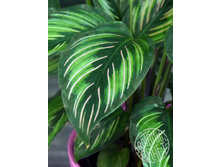 ������� ���������� Pin Stripes