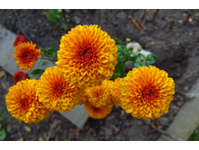 ��� �������� .