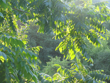 ������������ ����