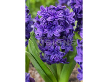 22,74���. ������� ���������(�������� ���� �� 5 ��., ����������� ����� 3��.)���17 �������� 3 ��..jpg