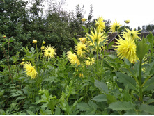 IMG 20170805 072251.jpg