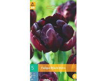 303 940, Tulipa Black Hero, 5 �� � ��������, 224���+18%, 2��.jpg