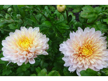 ��������� ���������� " �������� ������������� "