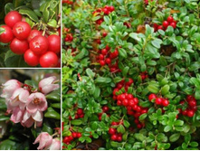 �������� Runo Bielawskie �1 12-15��-3,61 ���� �������� 2��.jpg