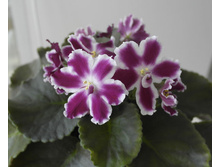 ���-�������-�����(������� 2016 �)