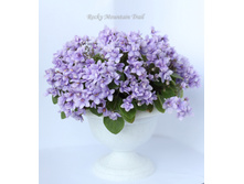 Rocky mountain trail2.jpg