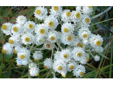 �������� ��������� 70�.jpeg