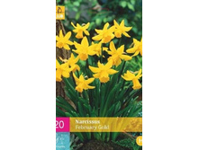 322.970, ������� (Narcissus) February Gold, 19 �� � ��������, 26��� �� 1��, �������� 17 ��