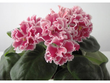 ��-���������(���� ����)