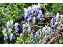 ������ ������� 130�.jpg