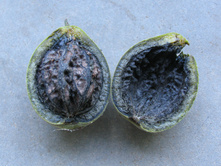 ������������ ����