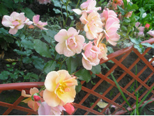 ���� ����