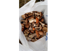 IMG 20170916 120503.jpg