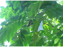 ������������ ����, �����