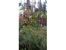 IMG 20170909 103912.jpg