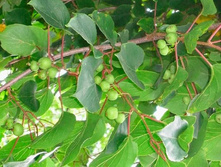 ��������� ��������� ����������� (2 � �����)