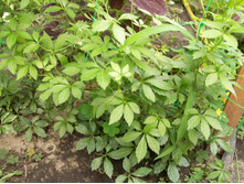 ���������� ����������� (���������)- ������ ������� ������