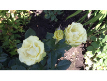 ���� ����.