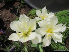 ������� ������� ������� ���. ����2. ������ ��������.jpg