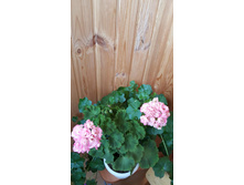 Denise (�������)