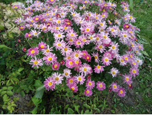 IMG 20170917 153127.jpg