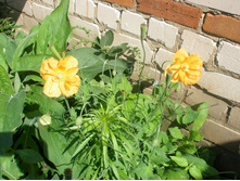 �������