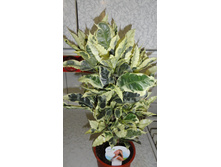 ������ (�������) ������