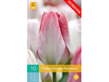 304 385, TULIPA FLAMING PURISSIMA, 10 �� � ��������, 193���+18%, 1��.jpg