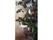 Episcia lilacina Blue Nile (������� �������� ��� ����). ... Blue Nile � �������� � ����������� �������� ������� ���.