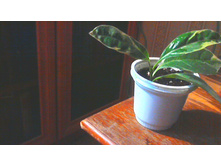 ������� �������������