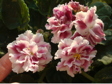 ������ �������� �����