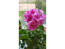 ������� ��� �����