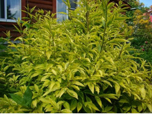 �������� �������������