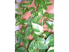 ����������. ��������, ������������� ��������, ������� �������� ��� �����