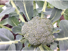 �������� ���� ������� ���ԣ� � ��������� ������.