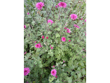 IMG 20170917 153156.jpg