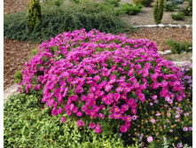 ����� ������������ ������ 120�.jpeg