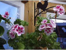 ���������� PAC Flower Fairy White Splash