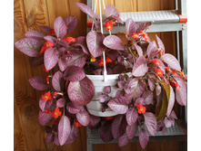 "Strawberry Mist (���������� �����)"