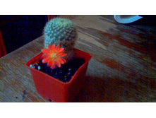 ������� Narvalenis