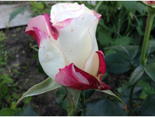 ���� ��������.