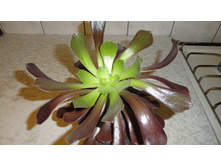 ������ ����������� ������������� ( Aeonium Atropurpureum)-