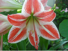 ����������? ��������?