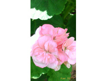 ���������� ������� �������� 50 ������