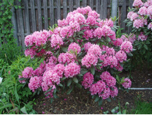 Rhododendron hubr. Haaga C5-10,96 ���� �������� 2��.jpg