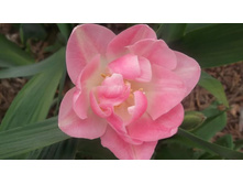 ������� ������ ���. ����.jpg