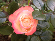 ���� "���������"