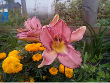 Mildred Mitchell.jpg