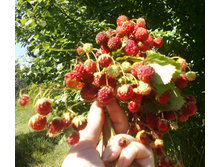 ����� 3.jpg