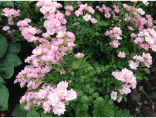 ���� ������ ������.